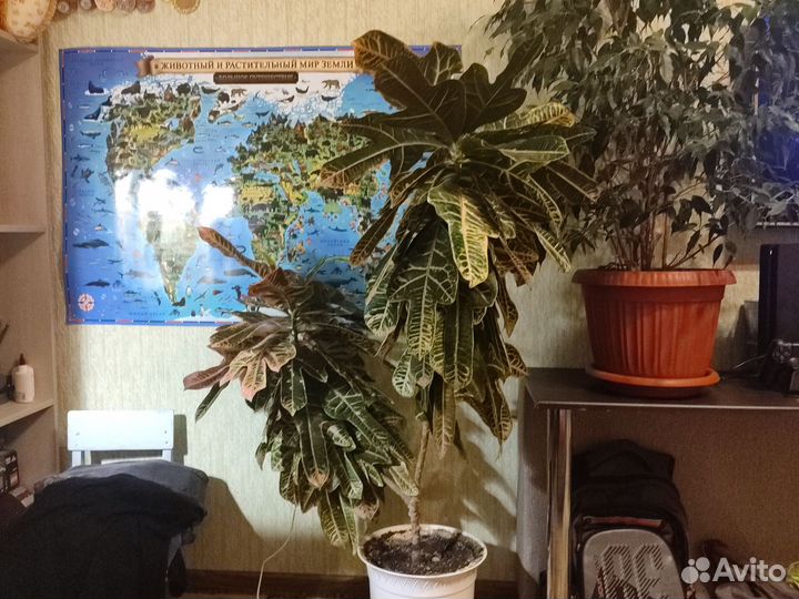 Кротон