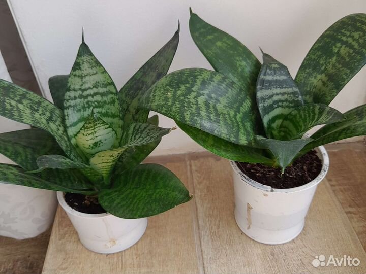 Домашние цветы. Сансевиерия Ханни