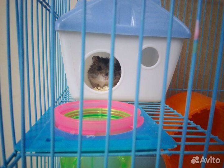 Джунгарский хомяк с клеткой