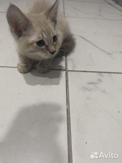 Отдам котенка