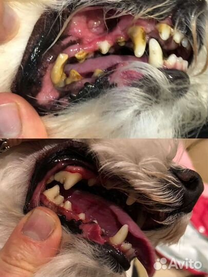 Ультразвуковая чистка зубов собакам