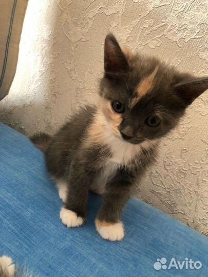 Котята в добрые руки бесплатно