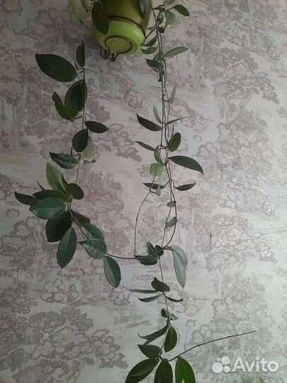Комнатные цветы Хойя