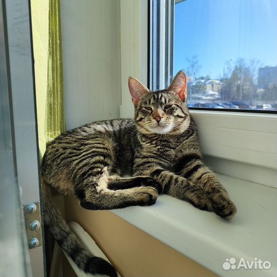 Кошка в дар