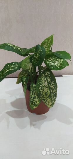 Диффенбахия