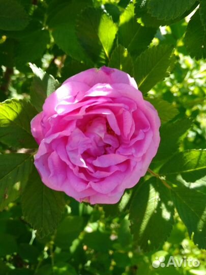 Саженцы махрового розового шиповника.Живая изгород