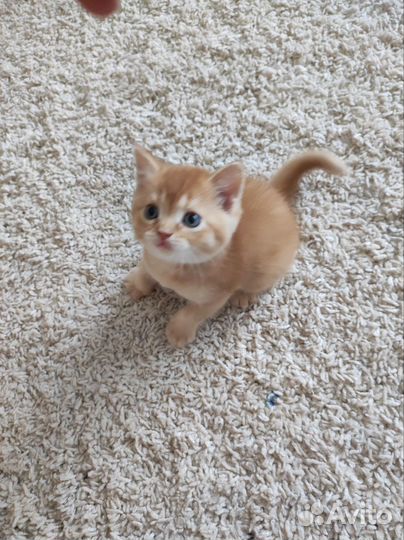 Шотландские котята шиншилла золотая и серебристая