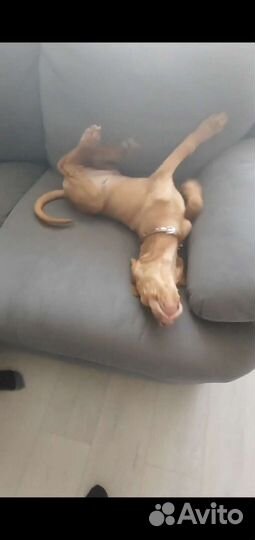 Венгерская выжла