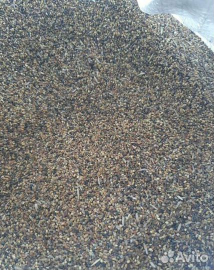 Семена люцерны сорт Сарга