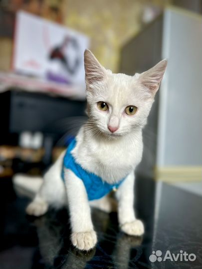 Котенок ищет дом