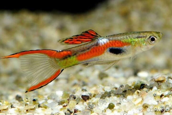 Гуппи красный неон эндлера