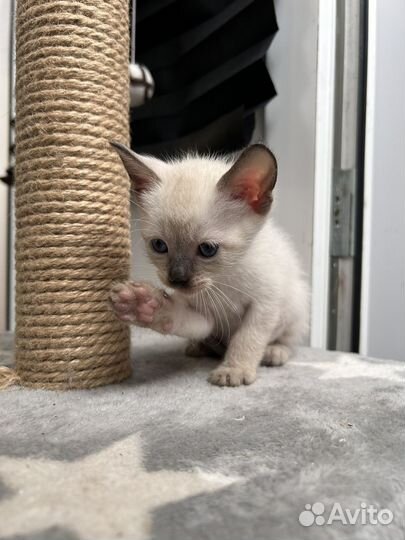 Котята сфинкс браш