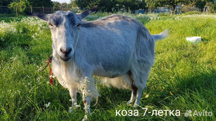 Козы и коллектив Ламанча