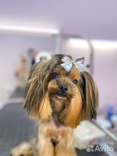 Стрижка собак и кошек