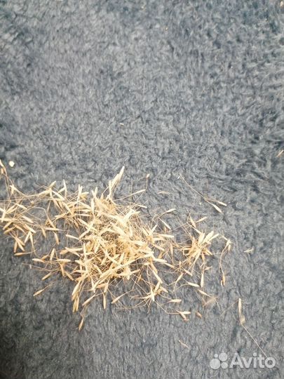 Семена лагуруса