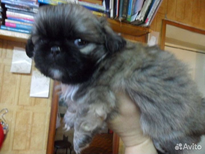 Пекинесики