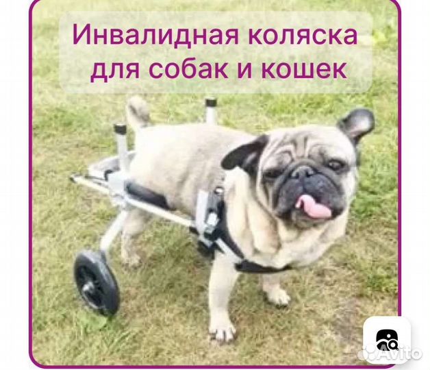 Инвалидная коляска для кошек и собак