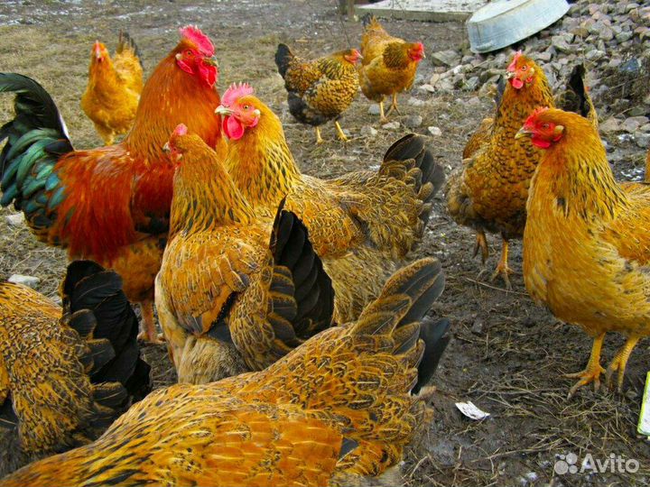 Кучинская юбилейная инкубационное яйцо