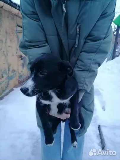 Щенки в добрые руки