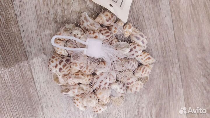 Морские ракушки