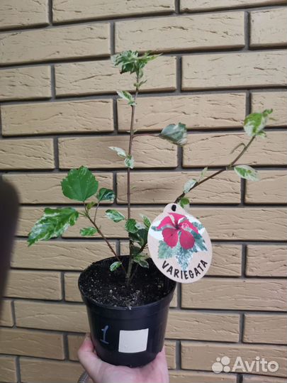 Гибискус снежная королева