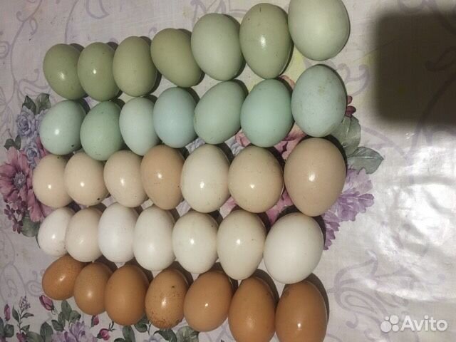 Инкубационное пасхальное яйцо