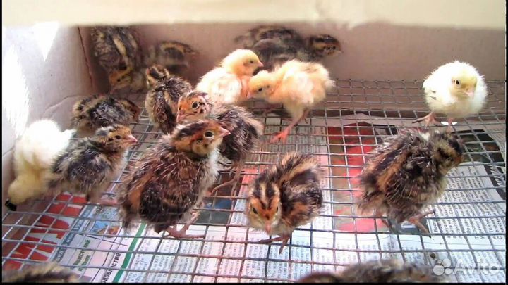 Перепелята суточные