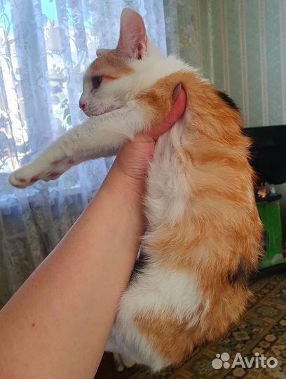 В дар котенок 4 мес трехцветка не берут зайку