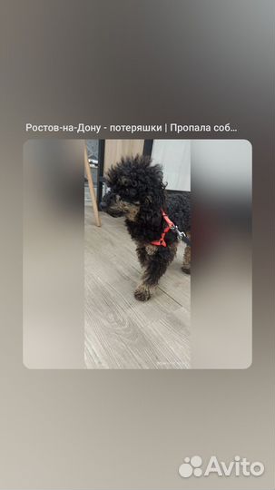 Поиск пропавших животных