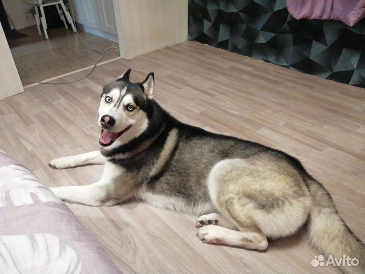 Сибирский хаски