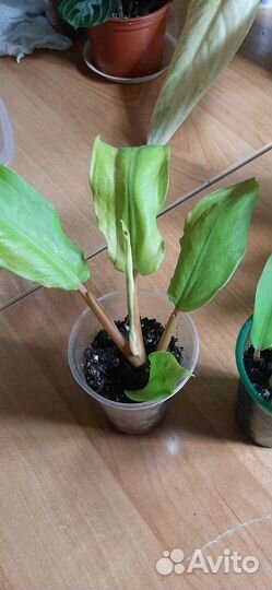 Филодендрон лемон лайм