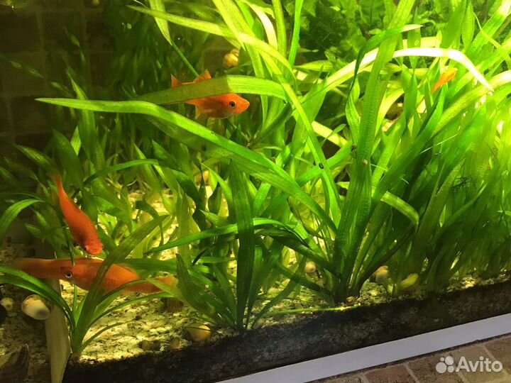 Сомики, улитки, растения