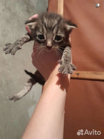 Кошка в дар бесплатно