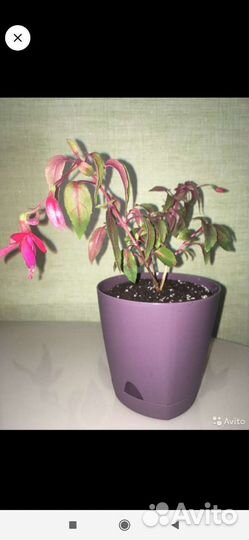 Цветы комнатные