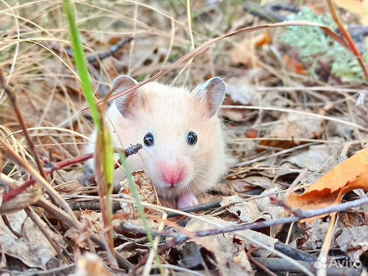 Джунгарские и сирийские хомячки