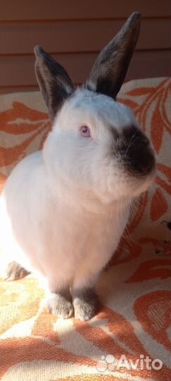 Кролик для вязки