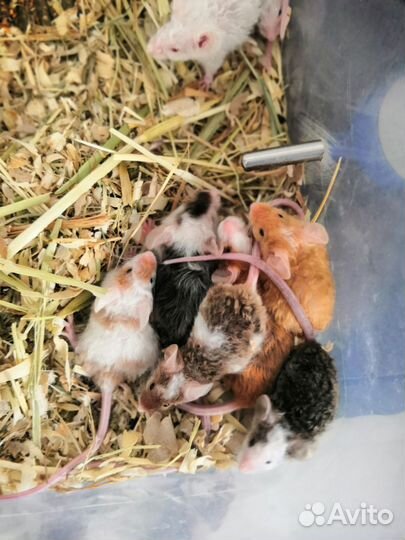 Кудрявые мышки