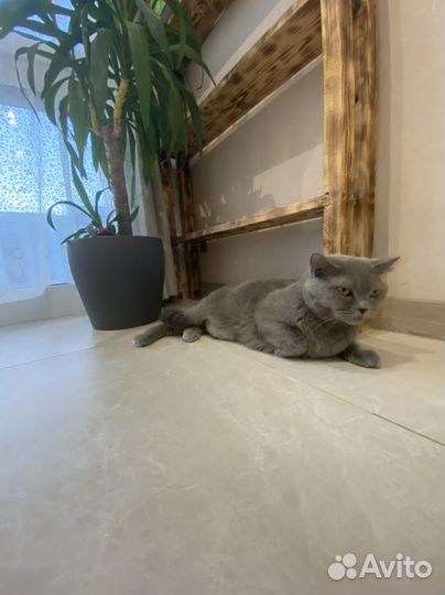 Кошка британка в дар