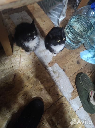 Отдам котят в добрые руки