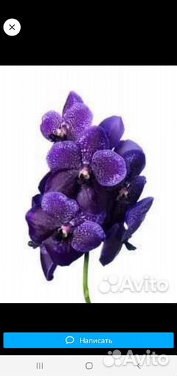 Орхидея ванда