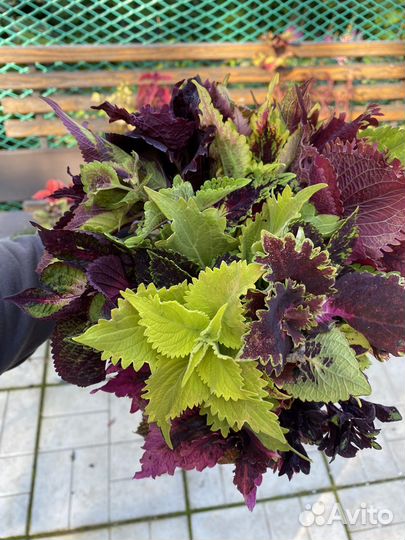 Колеусы. Набор