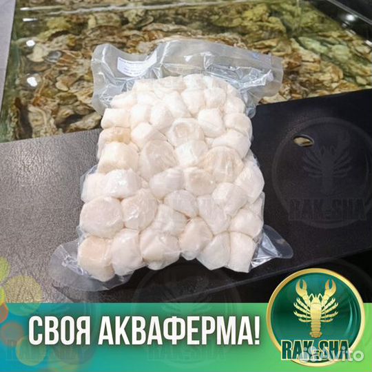 Морской гребешок филе заморозка Морепродукты