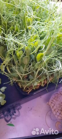 «Микрозелень»