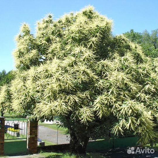 Каштан посевной (съедобный) два сорта