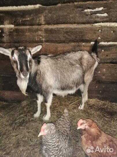 Альпийская коза и козел