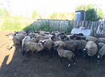 Овцы, бараны, ягнята Романовской породы