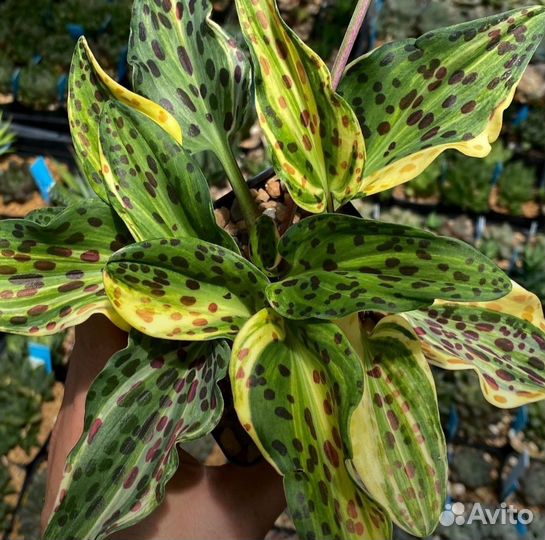 Комнатные растения цветы