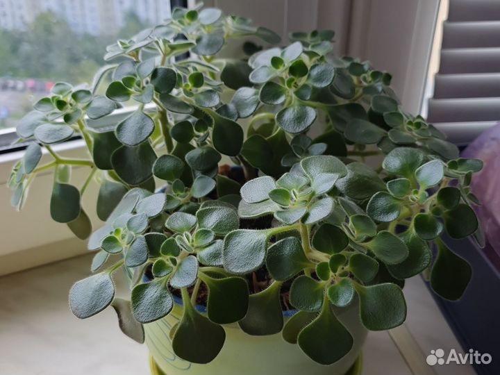 Аихризон дерево любви