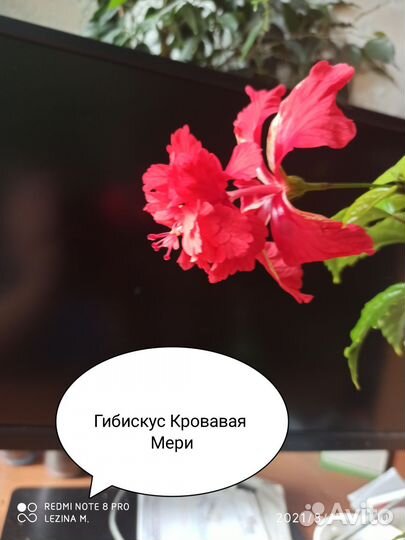 Комнатные растения