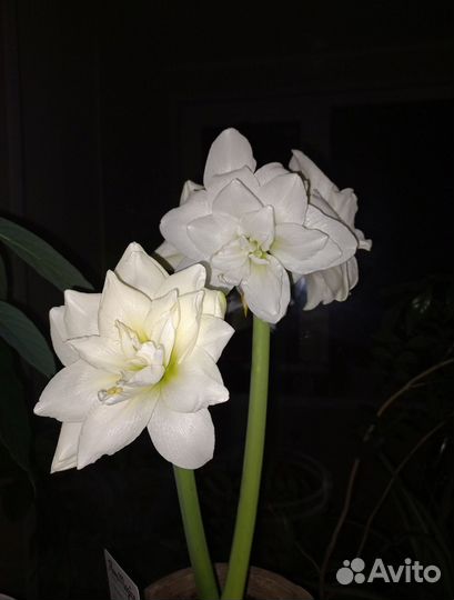 Гиппеаструм